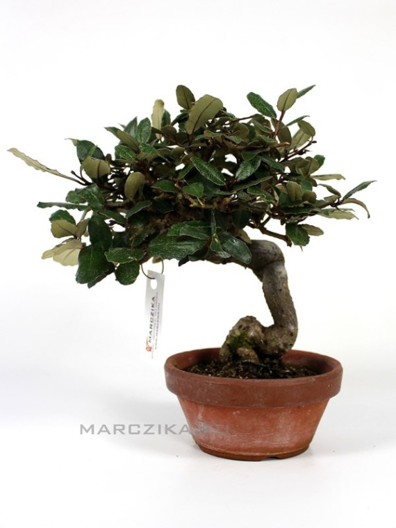 Elaeagnus pungens (Ezüstfa) bonsai előanyag 
