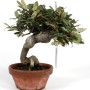 Elaeagnus pungens (Ezüstfa) bonsai előanyag 