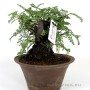 Osteomeles subrotunda shohin bonsai Japánból 01