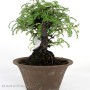 Osteomeles subrotunda shohin bonsai Japánból 02