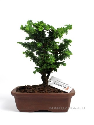 Japanese shohin bonsai raw material - Chamaecyparis obtusa 'Sekka' 01