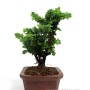 Japán shohin bonsai alapanyag - Chamaecyparis obtusa 'Sekka' 01