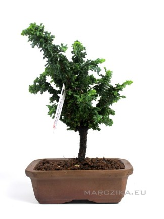Japán shohin bonsai alapanyag - Chamaecyparis obtusa 'Sekka' 02