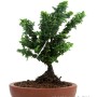 Japán shohin bonsai alapanyag - Chamaecyparis obtusa 'Sekka' 03