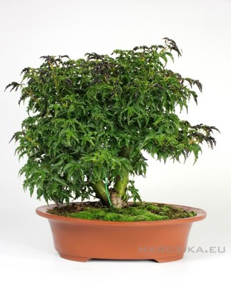 Acer palmatum 'Shishigashira' kifu bonsai 