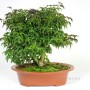 Acer palmatum 'Shishigashira' kifu bonsai 