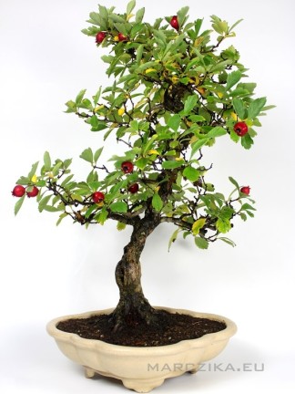 Crataegus cuneta bonsai - Japanese hawthorn