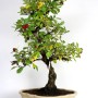 Crataegus cuneata bonsai - Japán galagonya