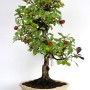 Crataegus cuneata bonsai - Japán galagonya