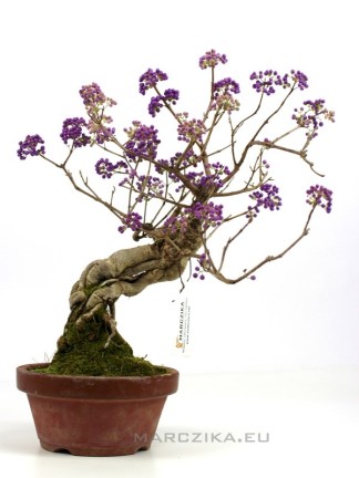 Callicarpa japonica - Japanese beutyberry pre-bonsai