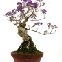 Callicarpa japonica - Japán lilabogyó bonsai előanyag