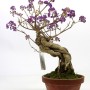 Callicarpa japonica - Japán lilabogyó bonsai előanyag