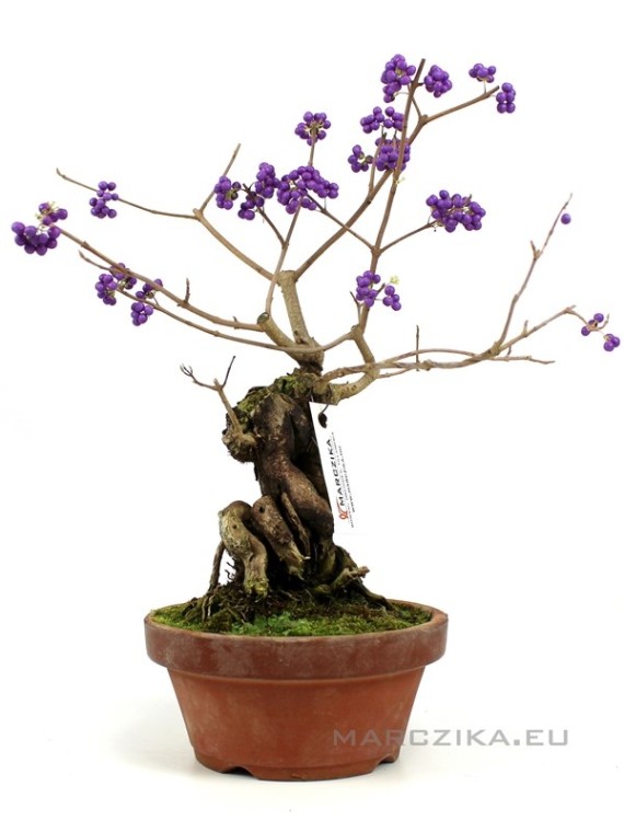 Callicarpa japonica - Japán lilabogyó bonsai előanyag 01