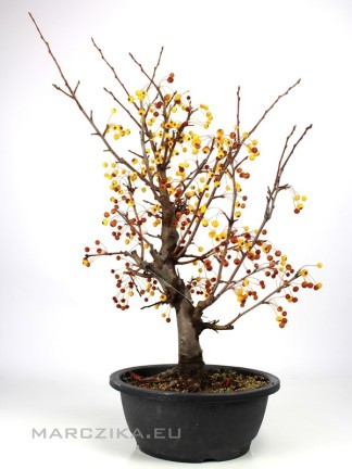 Malus micromalus bonsai előanyag