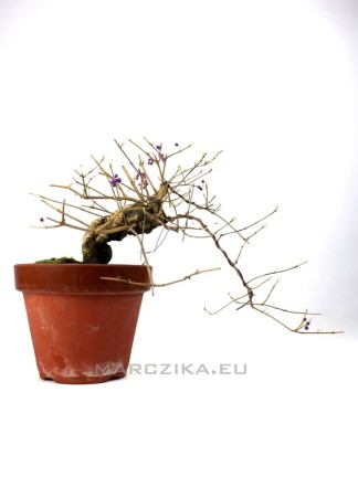 Callicarpa japonica - Japán lilabogyó bonsai előanyag neagari stílusban