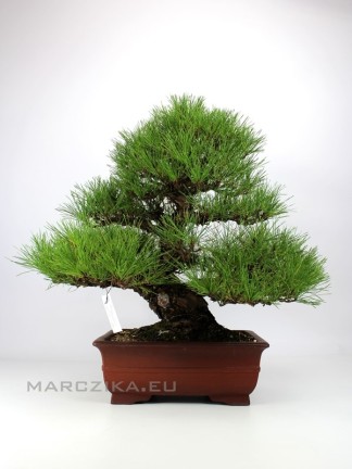 Pinus densiflora - Japán erdeifenyő