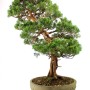 Juniperus chinensis 'Itoigawa' moyogi stílusban