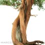 Juniperus chinensis 'Itoigawa' moyogi style