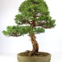 Juniperus chinensis 'Itoigawa' moyogi stílusban