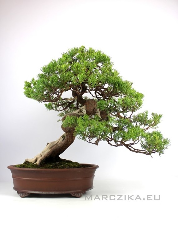 Juniperus formosana - Formosan juniper