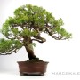 Juniperus formosana - Tajvani tűboróka 