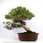 Juniperus formosana - Formosan juniper
