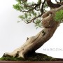 Juniperus formosana - Tajvani tűboróka 