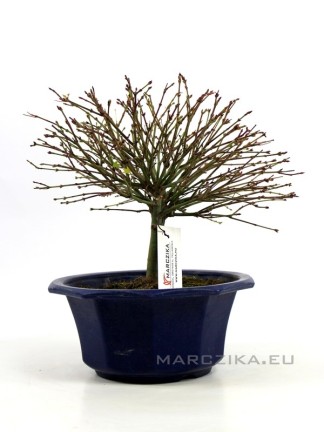 Acer palmatum 'Kiyohime' shohin bonsai előanyag 01