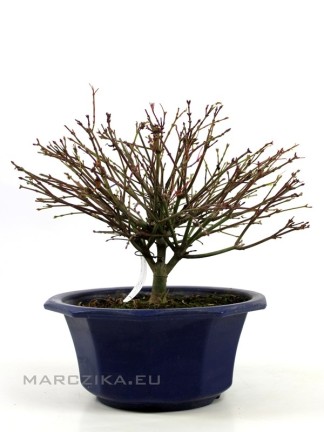 Acer palmatum 'Kiyohime' shohin bonsai előanyag 02