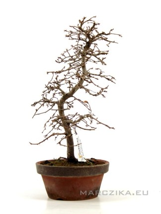 Carpinus coreana - Korean hornbeam pre-bonsai