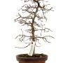 Carpinus coreana - Koreai gyertyán bonsai előanyag