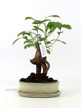 Ficus ginseng bonsai in glazed bowl 01.