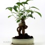 Ficus ginseng bonsai mázas tálban 01.