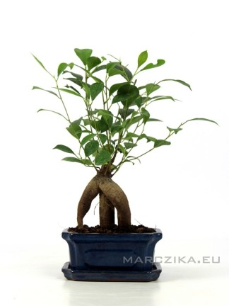 Ficus ginseng- Fikusz 15B (15cm-es tálban)