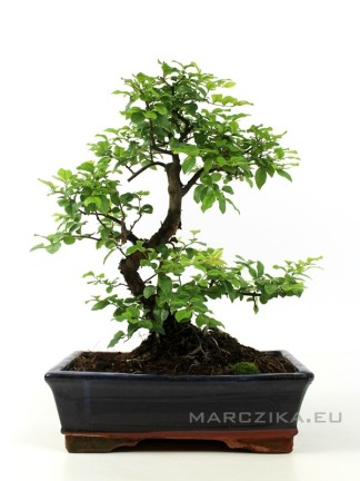 Sageretia theezans - Szagerécia bonsai (25cm-es tálban)