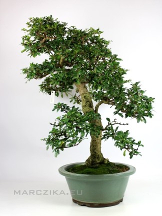 Carmona macrophylla - Borágófa bonsai