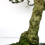 Carmona macrophylla - Borágófa bonsai