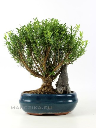 Buxus harlandii - Hong-Kongi puszpáng ovális tálban kővel