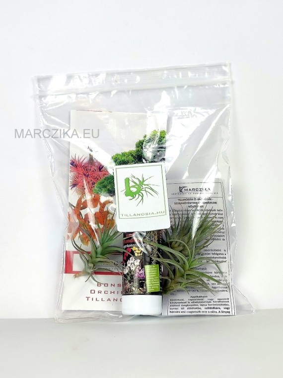 Ephiphyte pack 02. -  3 pcs with tillandsia and nutrient solution