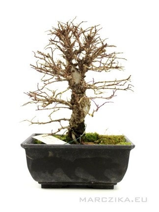 Ulmus parvifolia 'Corticosa' bonsai előanyag 05