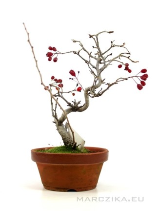 Photinia villosa bonsai előanyag