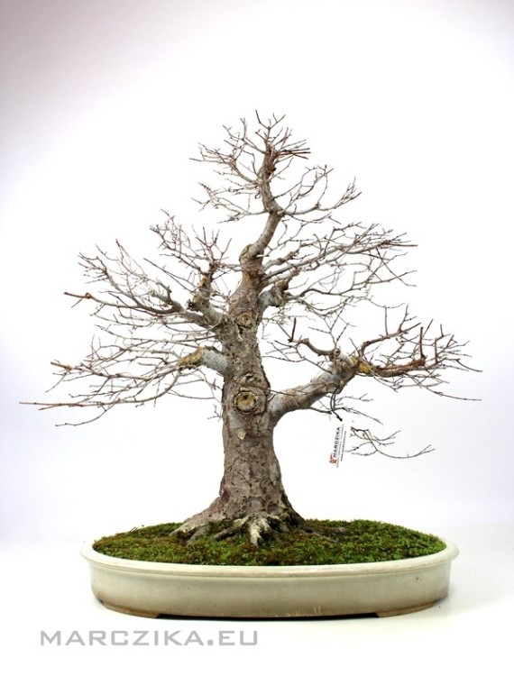 Zelkova serrata - Japanese elm in Chokkan style