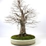 Zelkova serrata - Japanese elm in Chokkan style