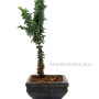 Chamaecyparis obtusa 'Sekka' bonsai előanyag