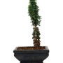 Chamaecyparis obtusa 'Sekka' pre-bonsai