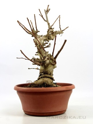 Ginkgo biloba bonsai előanyag 02