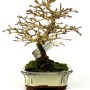 Premna japonica shohin bonsai