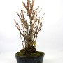 Ginkgo biloba - Maidenhair tree bonsai