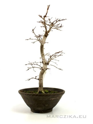 Carpinus coreana bonsai előanyag