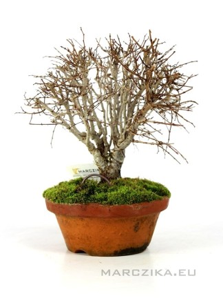 Zelkova serrata - Japán gyertyánszil bonsai előanyag